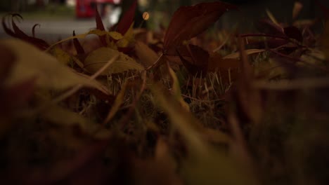 Wunderschöne-Herbstblätter-Unter-Sonnenaufgang-Mit-Blick-Auf-Die-Straße-In-Zeitlupe