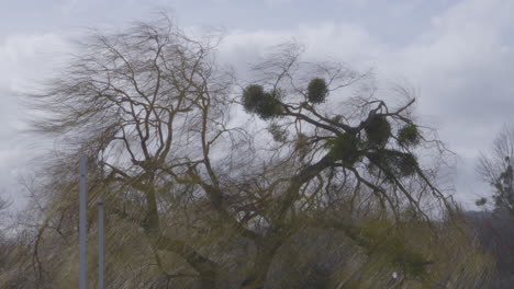 Blattloser-Weidenbaum-Mit-Misteln,-Die-Sich-Im-Wind-Wiegen