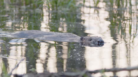 European-beaver-floating-in-pond-sniffs-air-and-dives-down-into-water,-closeup