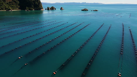 Muschelzuchtfarm-An-Der-Küste-Neuseelands,-Luftaufnahme