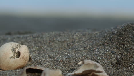 Baby-Karettschildkröte-Spaziert-Zwischen-Eierschalen-Am-Strand