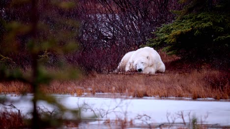 A-sleeping-polar-bear-waits-for-the-winter-freeze-up-amongst-the-sub-arctic-brush-and-trees-of-Churchill,-Manitoba