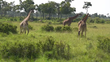 Gruppe-Von-Giraffen,-Die-Mit-Großen-Bäumen-Im-Hintergrund-Spazieren-Gehen