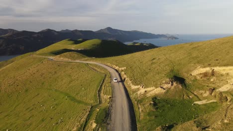 Luftaufnahme-Der-French-Pass-Road-Mit-Fahrendem-Fahrzeug,-Das-Bei-Sonnenuntergang-In-Neuseeland-An-Grasenden-Schafen-Vorbeifährt