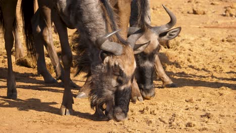 Head-and-neck-of-blue-wildebeest-show-the-facial-markings-and-hair-while-licking-dirt