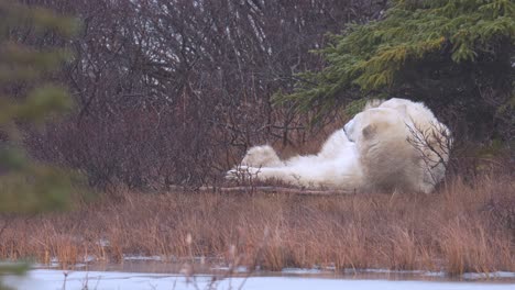 Slow-motion-polar-bear-trying-to-get-comfortable-while-napping-amongst-the-sub-arctic-brush-and-trees-of-Churchill,-Manitoba