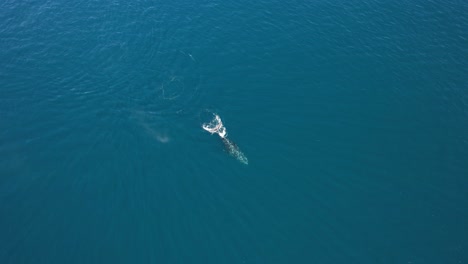 Buckelwale-Blasen-Wasser-Im-Blauen-Meer