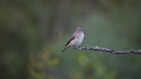 Spotted-Flycatcher-bird-perched-on-leafless-twig-and-then-flying-away
