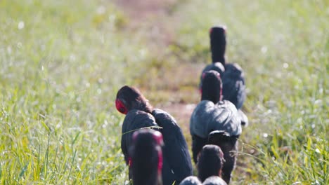 Herde-Südlicher-Hornvögel,-Die-In-Einer-Reihe-Auf-Einem-Grasbewachsenen-Feldweg-Laufen