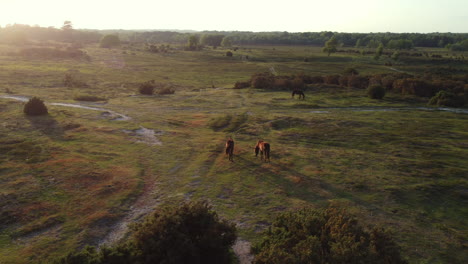 Drone-shot-of-New-Forest-Ponies-in-the-UK-at-golden-hour
