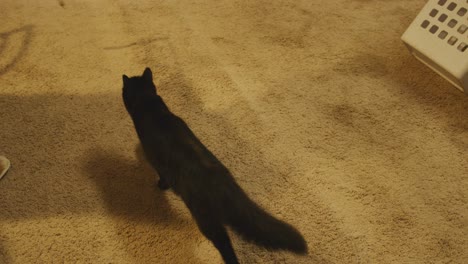 Fluffy-black-cat-jumps-for-a-toy-in-slow-motion,-static-shot