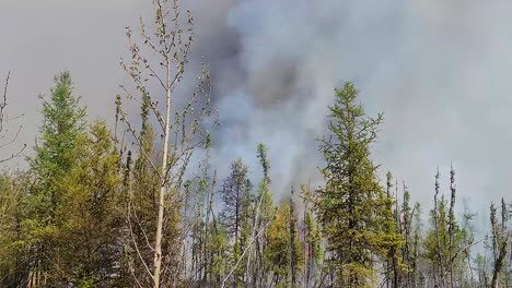 Video-Von-Verheerenden-Waldbränden