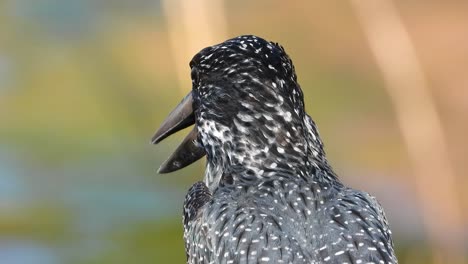 Closeup-of-European-Starling-perched-momentarily-and-then-flying-off