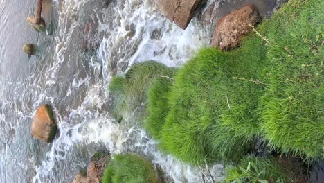Flowing-water-in-a-river-with-rocks-full-of-green-grass,-vertical-view