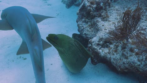 Tiburón-Nodriza-Nada-A-Través-De-Un-Hermoso-Arrecife-De-Coral-En-Los-Cayos-De-Florida