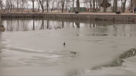 A-Duck-Is-Walking-Over-Semi-Frozen-Lake-In-Vadstena,-Sweden