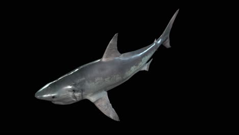 Weißer-Hai-Schwimmt-Auf-Schwarzem-Hintergrund,-Perspektive-über-Der-Ansicht,-3D-Animation,-Nahtlose-Schleifenanimation