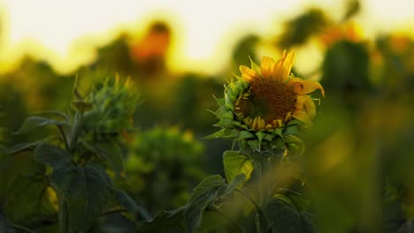 A-newly-budding-sunflower-in-a-vegetable-oil-production-field