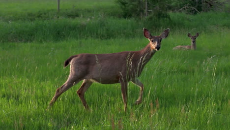 Deer-sitting-in-meadow-near-creek