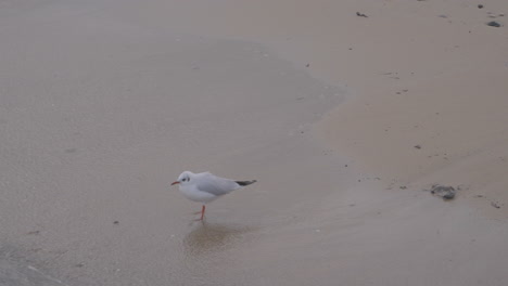 A-lone-seagull-walks-along-the-coast