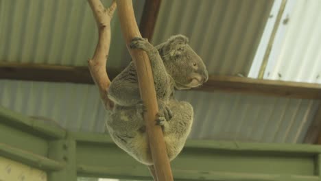 In-an-animal-retreat-located-in-Australia,-a-koala-is-captured-in-a-medium-shot-as-it-climbs-up-a-tree