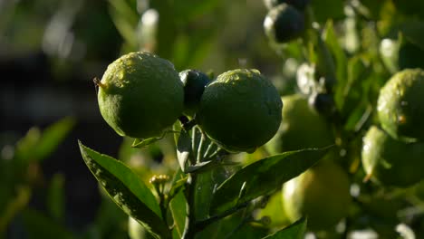 Pan-shot-capturing-moist-limes-within-a-garden