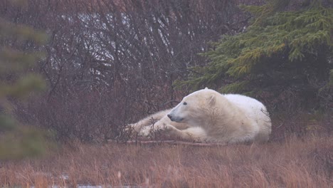 Slow-motion-napping-polar-bear-waits-for-the-winter-freeze-up-amongst-the-sub-arctic-brush-and-trees-of-Churchill,-Manitoba