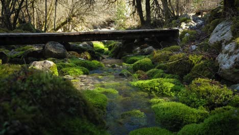 Small-forest-creek-flowing-under-wooden-bridge-surrounded-by-mossy-rocks