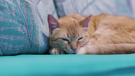 Cat-sleeping-on-a-sofa-with-blue-cushions
