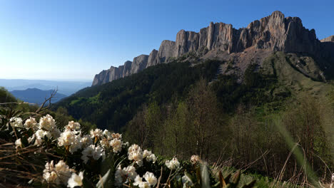 Panoramablick-Auf-Die-Landschaft-Mit-Weißen-Wildblumen-Im-Kaukasus,-An-Einem-Hellen,-Sonnigen-Tag