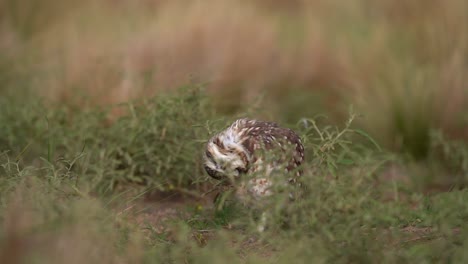 Immerse-yourself-in-the-enchanting-world-of-nature-as-the-adorable-Barn-Owl-delicately-scratches-its-head-in-slow-motion