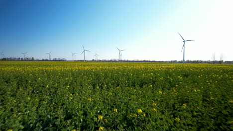 Wind-turbines-rotate-in-rapeseed-field-creating-mesmerizing-aerial-view