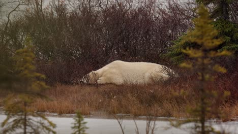 Snow-falls-on-a-restless-napping-polar-bear-amongst-the-sub-arctic-brush-and-trees-of-Churchill,-Manitoba