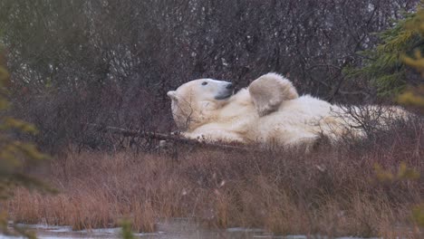 Slow-motion-polar-bear-waits-for-the-winter-freeze-up-amongst-the-sub-arctic-brush-and-trees-of-Churchill,-Manitoba