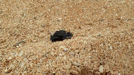Solo-baby-juvenile-loggerhead-sea-turtle-hatchling-on-white-sandy-beach-making-its-way-to-the-ocean-for-first-time