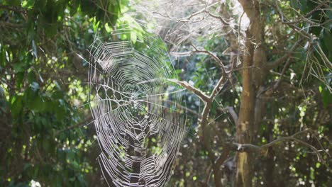 Solar-flare-pan-down-shot-of-a-orb-weaver-spider-sitting-in-the-middle-of-its-spider-web-waiting-for-its-next-meal