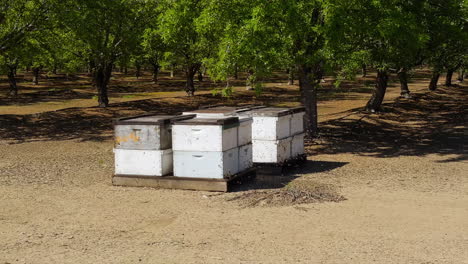 Beehives-for-bees-pollinating-a-California-orchard