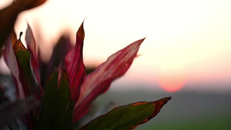 Cordyline-fruticosa-in-sunset