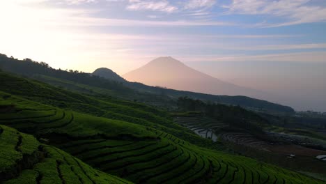 Drone-shot-of-green-tea-plantation-with-beautiful-view-of-huge-mountain-and-sunrise-sky-on-the-background