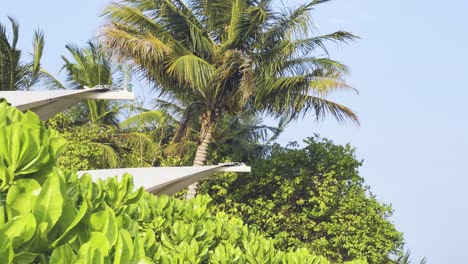 Wiegen-Sie-Sich-Im-Rhythmus-Der-üppigen-Palmen-Der-Malediven-Mit-Frischen-Kokosnüssen-In-Einem-Unvergesslichen-Inselparadies