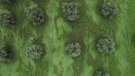 Aerial-top-down-view-of-olive-tree-grove-on-green-field,-background-pattern