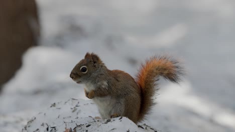 Rotes-Eichhörnchen-Auf-Dem-Schneehaufen-Im-Winter-Im-Wald