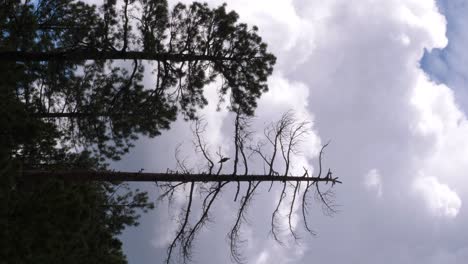 An-osprey-sits-in-a-dead-pine-tree-with-a-majestic-cumulonimbus-cloud
