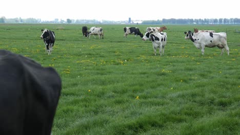 Holsteiner-Rinder-Galoppieren-Auf-Der-Ländlichen-Weide-Mit-Weidender-Herde-Im-Hintergrund