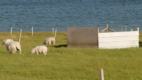 Telephoto-shot-of-a-herd-of-sheep-grazing-on-a-croft-at-golden-hour