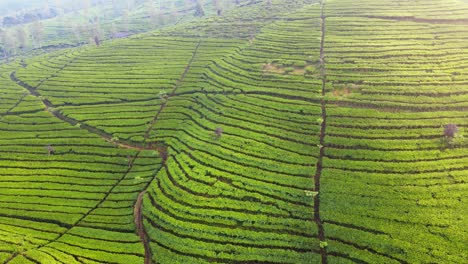 Wunderschöne-Teeplantagen-In-Wonosobo,-Zentral-Java,-Indonesien