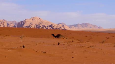 Camello-Solo-Caminando-Detrás-De-Una-Duna-De-Arena-En-Un-Vasto-Y-Remoto-Paisaje-Salvaje-Del-Desierto-De-Wadi-Rum-En-Jordania,-Oriente-Medio