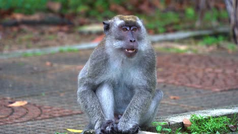 Dominant-adult-male-crab-eating-macaque,-also-known-as-long-tailed-macaque-sitting-on-the-roadside,-camera-capturing-its-ugly-yawning-facial-expression