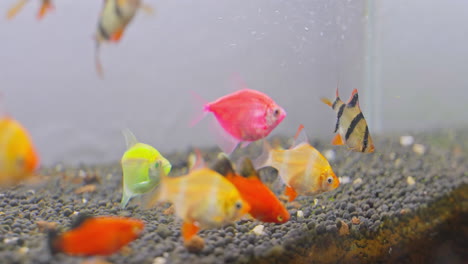 A-close-up-view-of-a-fish-tank-with-colorful-fish