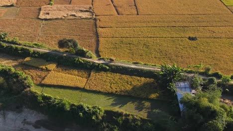 Felder-Mit-Getreide-Auf-Einem-Bauernhof-Bei-Sonnenuntergang-In-Einer-Ländlichen-Gegend-In-Asien